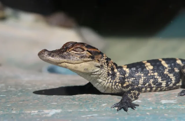 Easy Alligator Drawing: Step-by-Step Guide