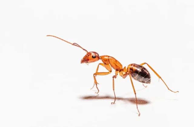 Easy Ant Drawing: Step-by-Step Guide