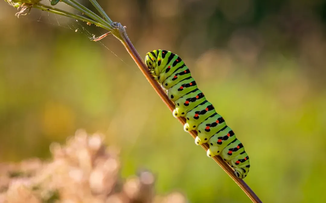 Easy Caterpillar Drawing: Step-by-Step