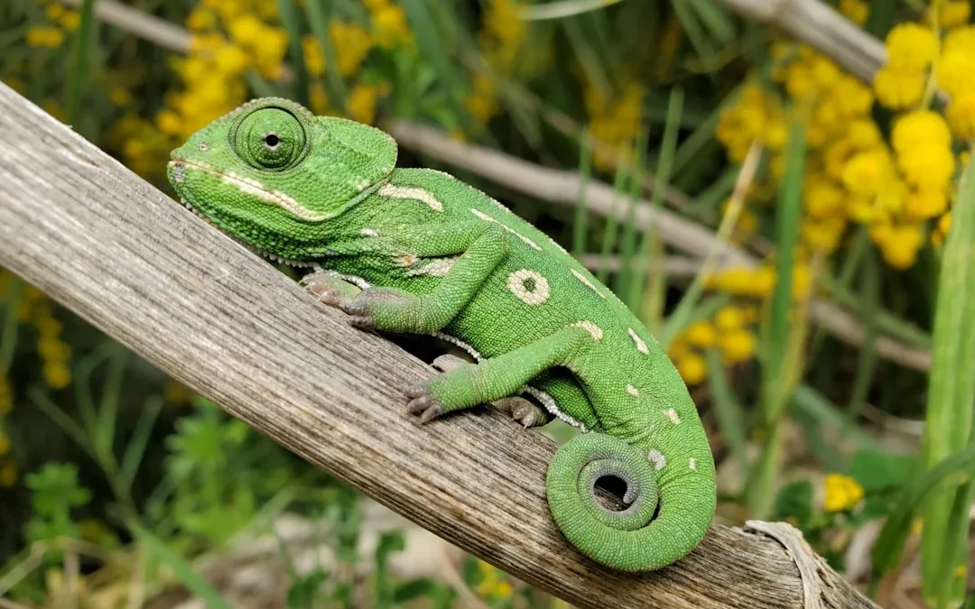 Easy Chameleon Drawing: Step-by-Step