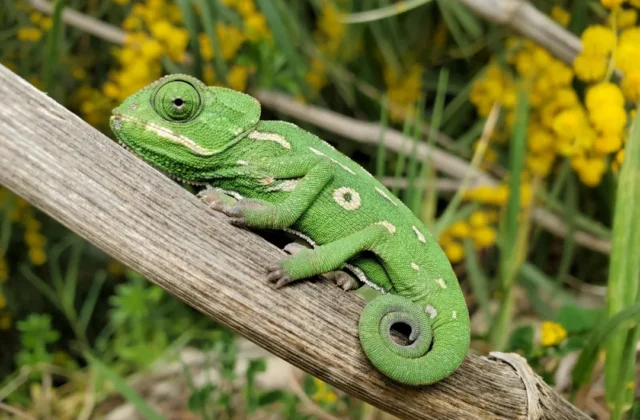 Easy Chameleon Drawing: Step-by-Step