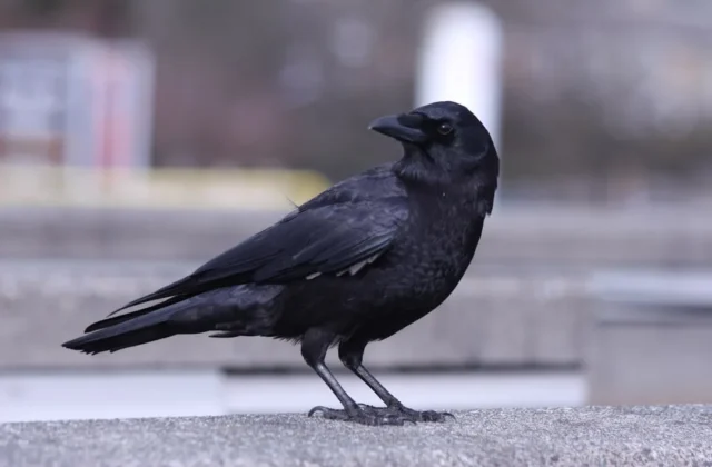 Easy Crow Drawing: Step-by-Step Guide