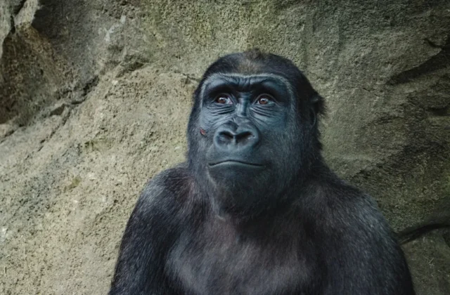 Easy Gorilla Drawing: Step-by-Step Guide