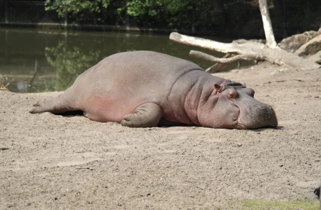 Easy Hippo Drawing: Step-by-Step Guide