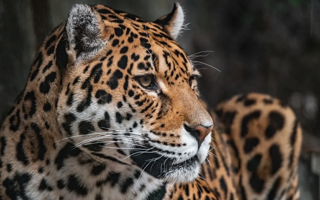 Easy Jaguar Drawing: Step-by-Step Guide