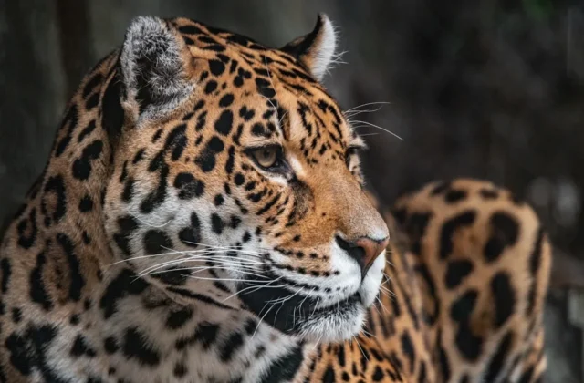 Easy Jaguar Drawing: Step-by-Step Guide