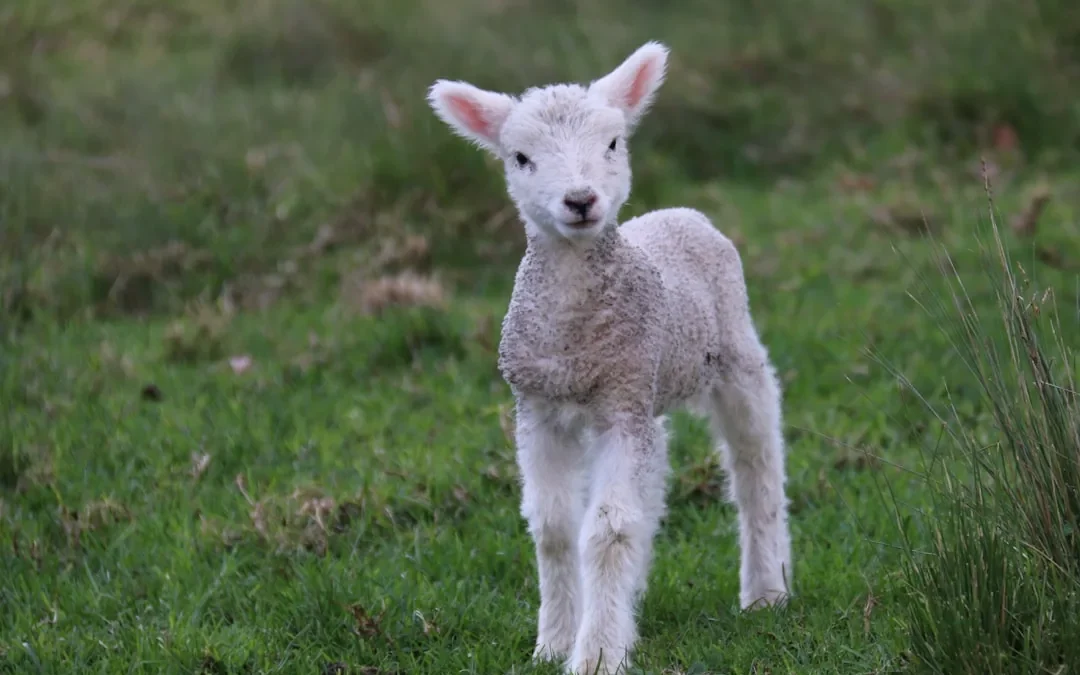 Easy Lamb Drawing: Step-by-Step Guide