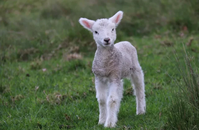 Easy Lamb Drawing: Step-by-Step Guide