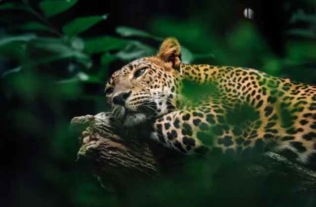 Easy Leopard Drawing: Step-by-Step Guide
