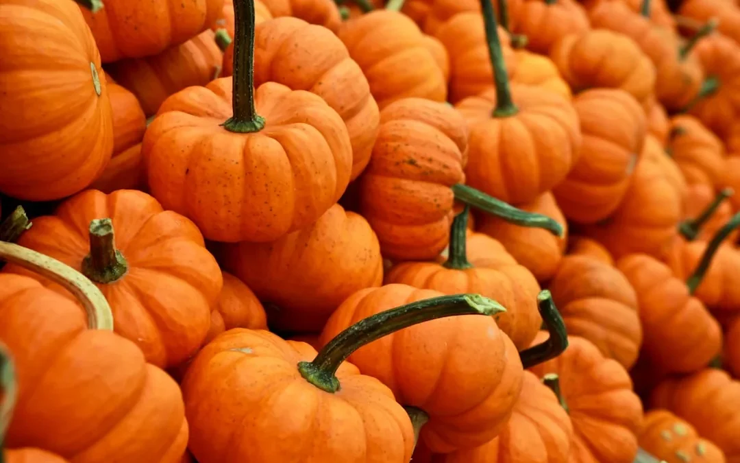 Easy Pumpkin Drawing