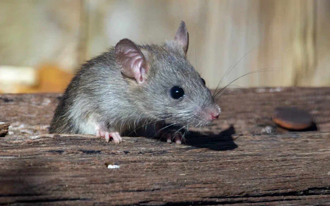 Easy Rat Drawing: Step-by-Step Guide
