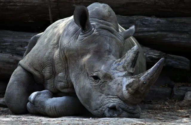Easy Rhino Drawing: Step-by-Step Guide