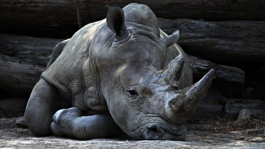 Easy Rhino Drawing: Step-by-Step Guide