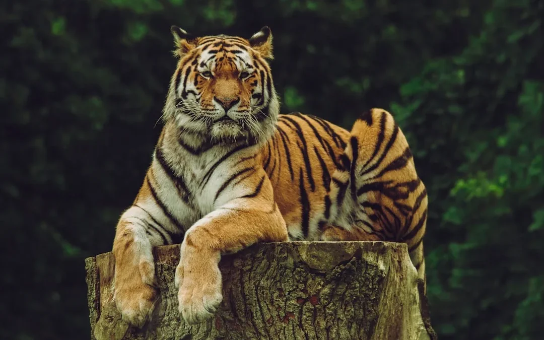 Easy Tiger Drawing