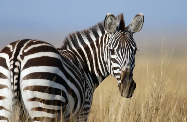 Easy Zebra Drawing: Step-by-Step Guide