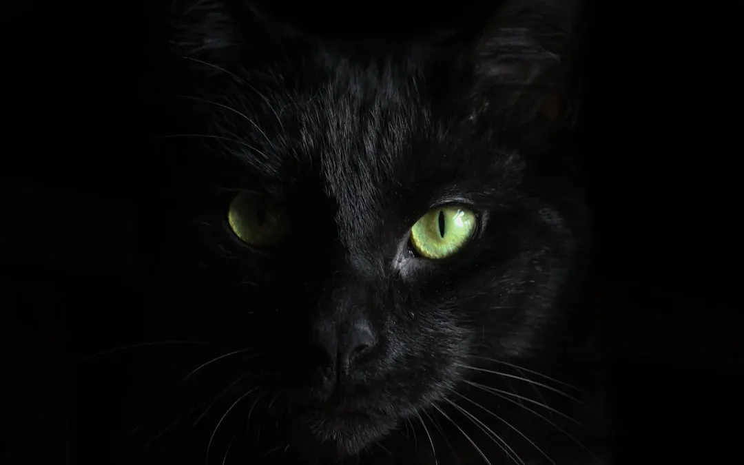 Black Cat Drawing: Easy Step-by-Step Guide for Beginners