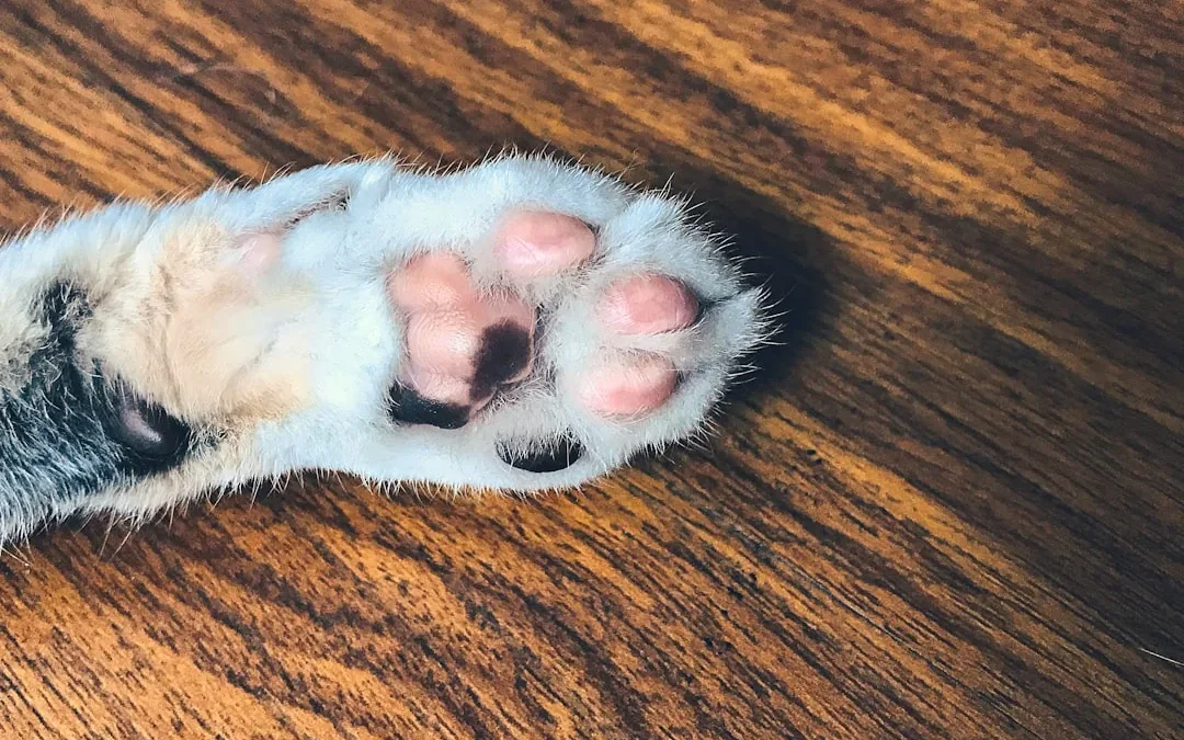Cat Paw Print Drawing: Easy Step-by-Step Guide for Beginners