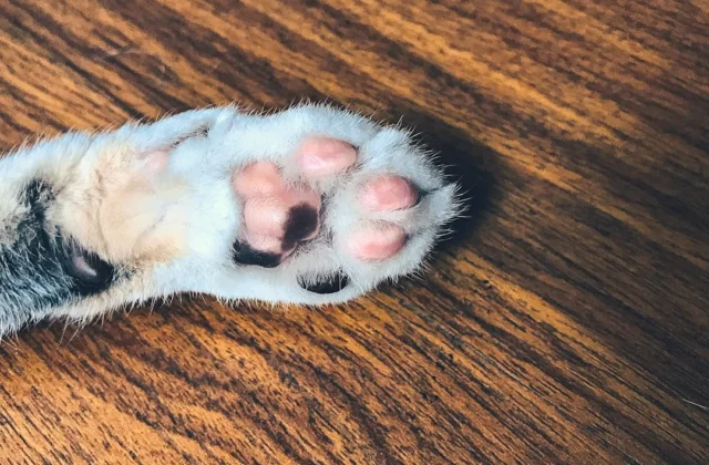 Cat Paw Print Drawing: Easy Step-by-Step Guide for Beginners