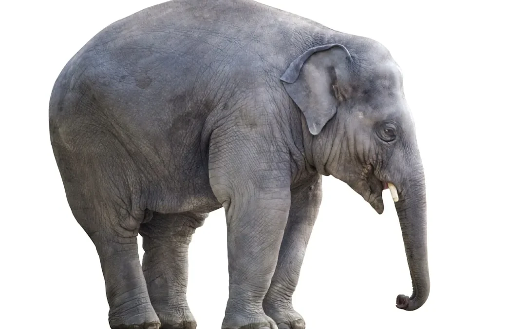 How to Draw Elephant: Easy Step-by-Step