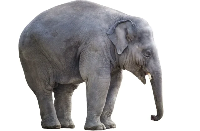 How to Draw Elephant: Easy Step-by-Step