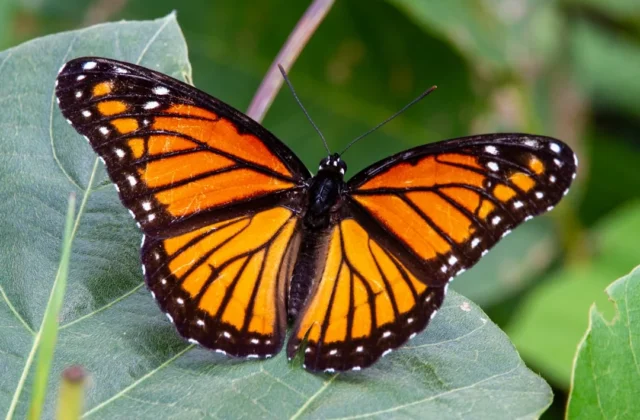 Monarch Butterfly Drawing: Easy Step-by-Step Guide