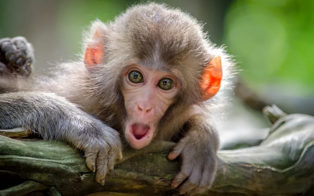 How to Draw Monkey: Easy Step-by-Step
