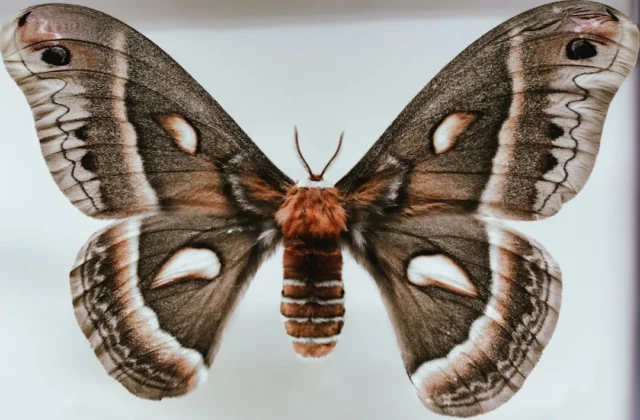 Moth Drawing: Easy Step-by-Step Guide for Beginners