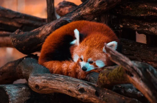 Red Panda Drawing: Easy Step-by-Step Guide for Beginners