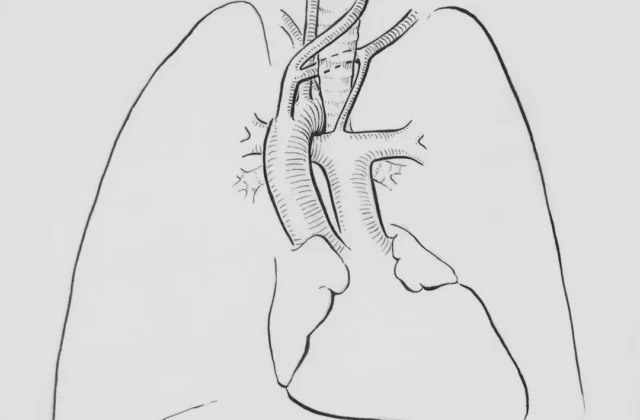 Respiratory System Diagram: Easy to Draw & Label
