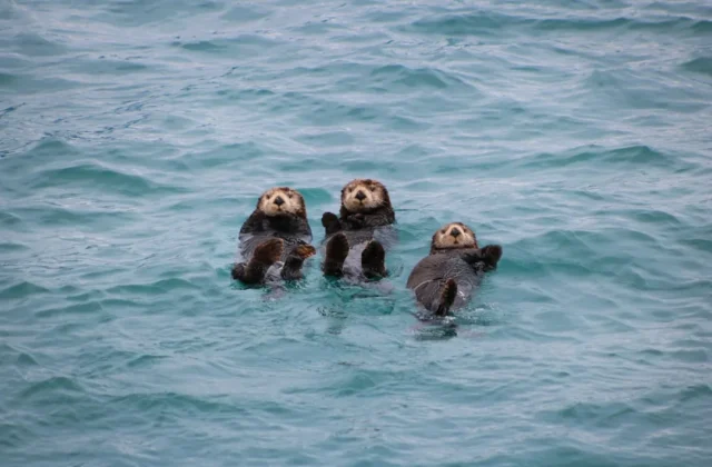 Sea Otter Drawing: Easy Step-by-Step Guide for Beginners