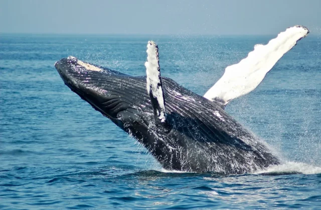 How to Draw Whale: Easy Step-by-Step